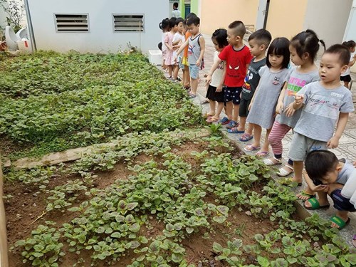 Các bé lớp C1 cùng nhau khám phá vườn rau sạch 